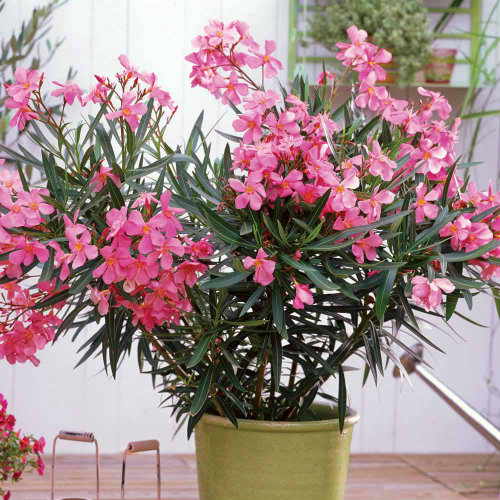 Dwarf oleander (Nerium oleander)